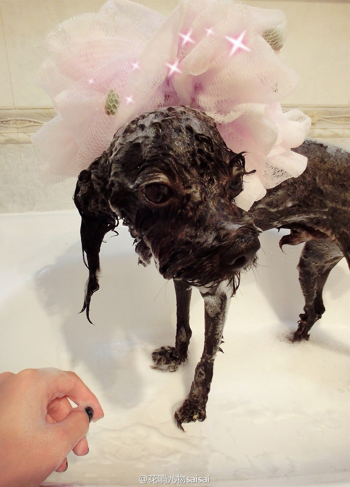 花哨尤物saisai的微博列表微女郎